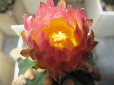 Astrophytum asterias hudum Ooibo