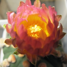 Astrophytum asterias hudum Ooibo