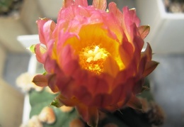 Astrophytum asterias hudum Ooibo