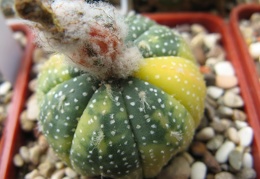 Astrophytum asterias nisiki Japan