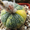 Astrophytum asterias nisiki Japan