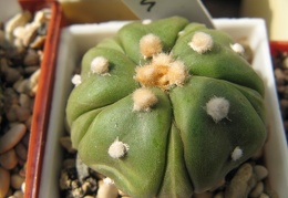 Astrophytum asterias nudum Fukuryu