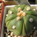 Astrophytum asterias nudum Fukuryu