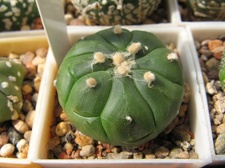 Astrophytum asterias nudum Kikko