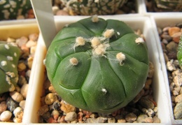 Astrophytum asterias nudum Kikko