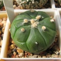 Astrophytum asterias nudum Kikko