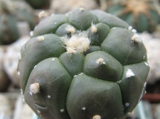 Astrophytum asterias nudum Kikko  2