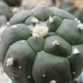 Astrophytum asterias nudum Kikko  2