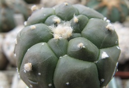 Astrophytum asterias nudum Kikko  2