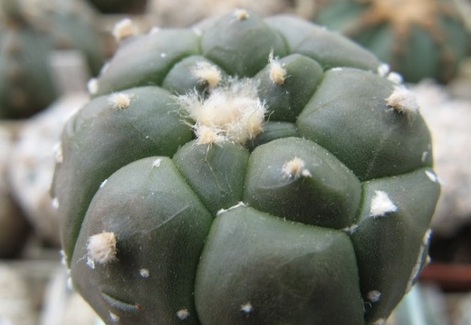 Astrophytum asterias nudum Kikko  2