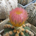 Astrophytum asterias nudum Ooibo