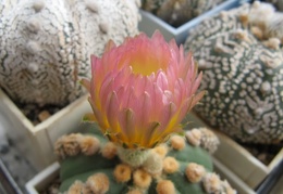 Astrophytum asterias nudum Ooibo
