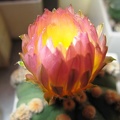 Astrophytum asterias nudum Ooibo  2