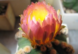 Astrophytum asterias nudum Ooibo  2