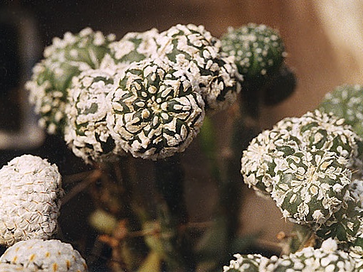 Astrophytum asterias сv. 'Super Kabuto'