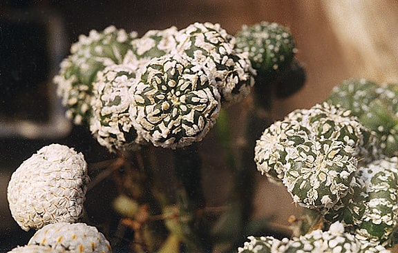 Astrophytum asterias сv. 'Super Kabuto'