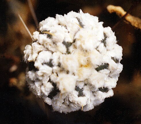 Astrophytum asterias сv. 'Super Kabuto'