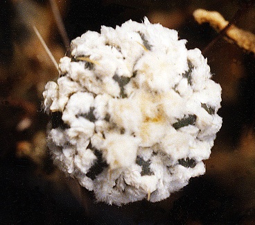 Astrophytum asterias сv. 'Super Kabuto'