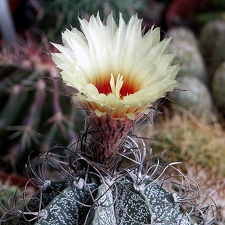 Astrophytum capricorne