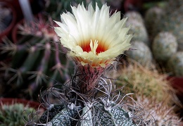 Astrophytum capricorne