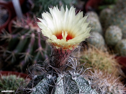 Astrophytum capricorne