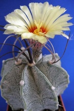 Astrophytum capricorne1 Lira