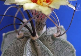 Astrophytum capricorne1 Lira