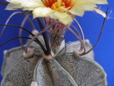 Astrophytum capricorne1 Lira