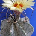 Astrophytum capricorne1 Lira