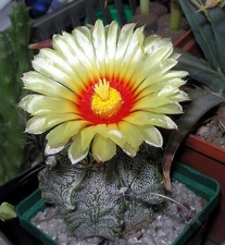 Astrophytum capricorne Ann