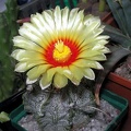Astrophytum capricorne Ann