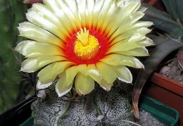 Astrophytum capricorne Ann