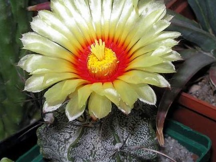 Astrophytum capricorne Ann
