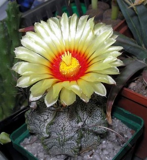 Astrophytum capricorne Ann