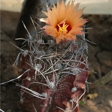 Astrophytum capricorne Der