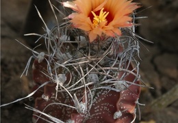 Astrophytum capricorne Der