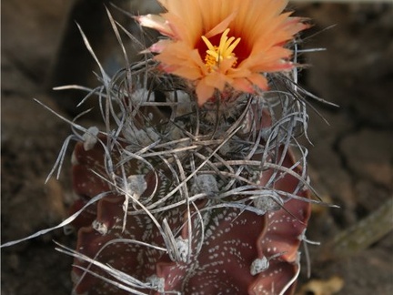 Astrophytum capricorne Der