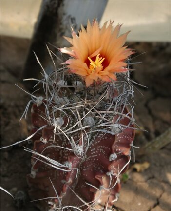 Astrophytum capricorne Der