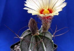Astrophytum capricorne Lira