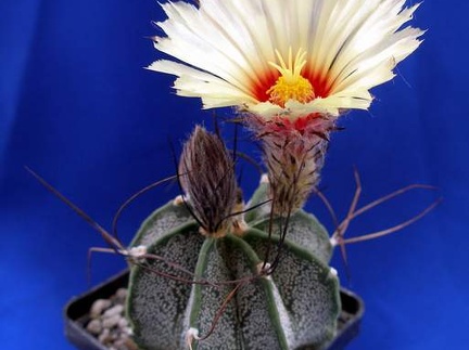 Astrophytum capricorne Lira