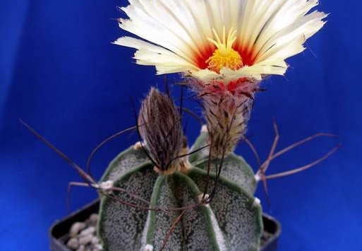 Astrophytum capricorne Lira
