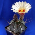 Astrophytum capricorne Lira