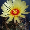 Astrophytum capricorne Pechersky