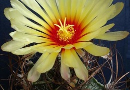 Astrophytum capricorne Pechersky