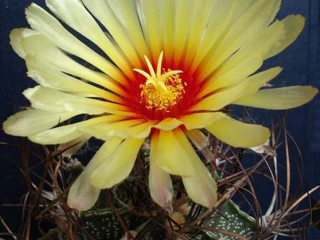 Astrophytum capricorne Pechersky