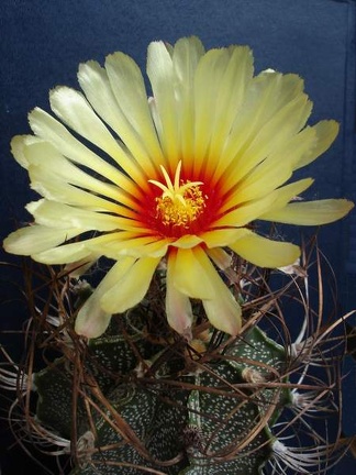 Astrophytum capricorne Pechersky