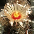Astrophytum capricorne f  roseiflorus x