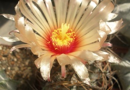 Astrophytum capricorne f  roseiflorus x