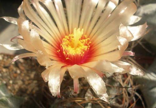Astrophytum capricorne f  roseiflorus x