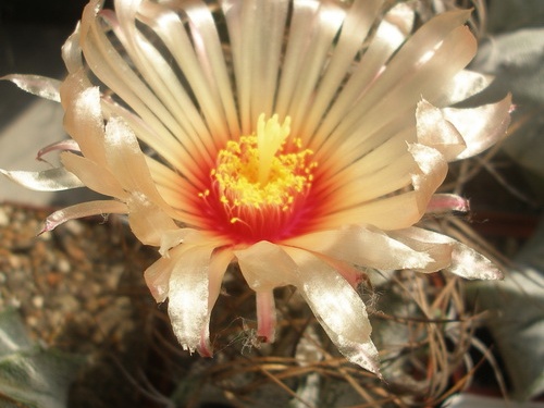 Astrophytum capricorne f  roseiflorus x